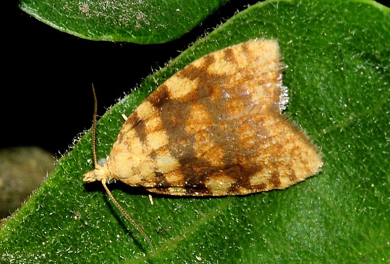 Aleimma loeflingiana  greca